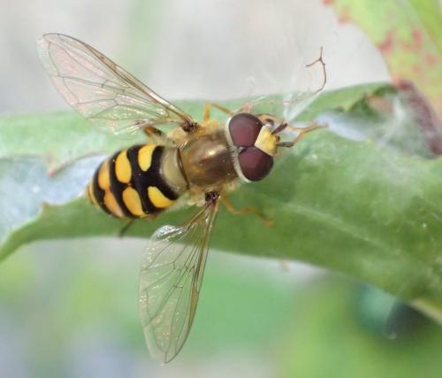 Réf. 243 415 : Eupeodes corollae